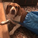 Profile Picture of Andrew Domingos (@andrewdomingos1) on Instagram