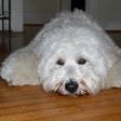 Profile Picture of Steve Martini (@hamricks1) on Pinterest
