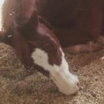 Profile Picture of Tonya Ouellette (@frankiesgirl75) on Instagram