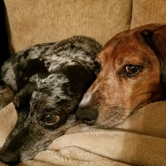 Profile Picture of Lacey Hornecker (@laceytlane) on Poshmark