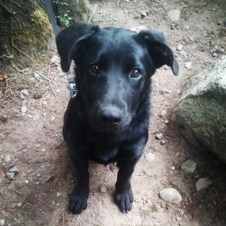 Profile Picture of Danielle Tritt (@0DaniRose0) on Twitter