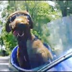 Profile Picture of Bob Black (@sidecarbob.gc) on Instagram