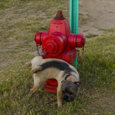 Profile Picture of Max Randall (@MaximusRandall) on Twitter