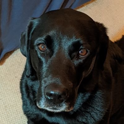 Profile Picture of Peter Gow (@podgow) on Twitter