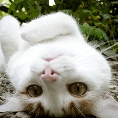 Profile Picture of Jungmin Kim (@lily0912) on Twitter