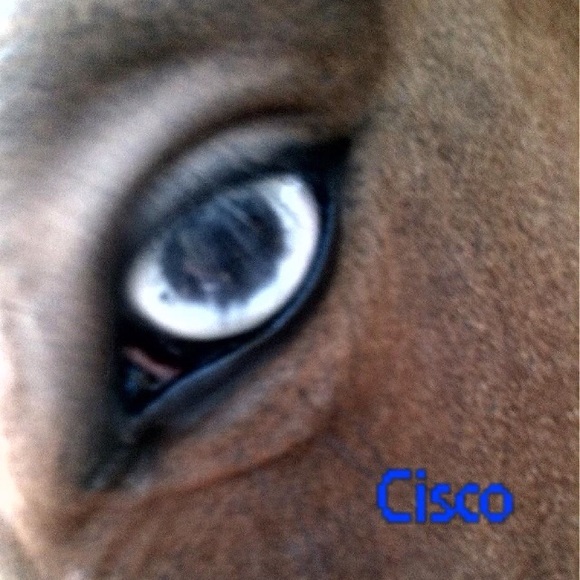 Profile Picture of Denise Dillahunty (@dsamd) on Poshmark