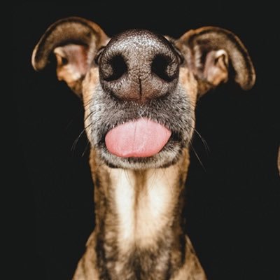 Profile Picture of Holger Franz (@Holli_Holler) on Twitter