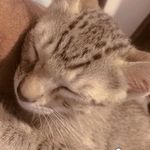 Profile Picture of Christopher Sorrow (@yukigalaxie) on Instagram