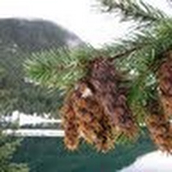 Profile Picture of Angelica Chazaro (@achazz) on Poshmark