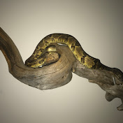 Jeremy Mosier - Youtube Profile Picture of Jeremy Mosier (@jeremymosier6116) on Youtube