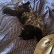 Profile Picture of Evan Lim (@evanlim1509) on Youtube