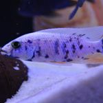 Profile Picture of Silviu's African Cichlids (@slv_cichlids) on Instagram