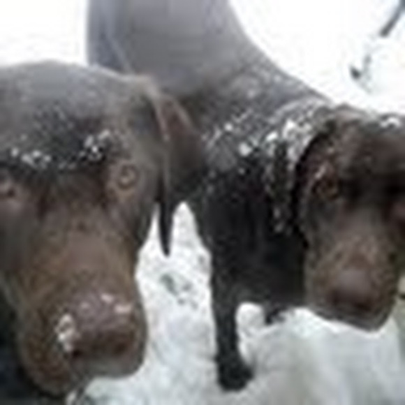 Profile Picture of Mark Mastellone (@markmastellone) on Poshmark