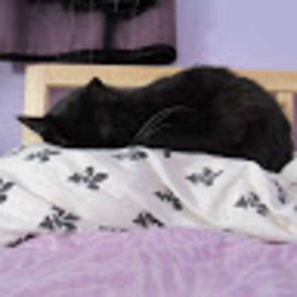 Profile Picture of Amy Holt (@immacoolbean) on Poshmark