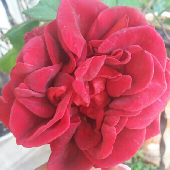 Profile Picture of Mikalah Edmerson (@kalah91) on Poshmark