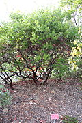 Profile Picture of Arctostaphylos hispidulaon Wikipedia