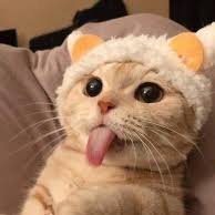 Profile Picture of Kentang Goreng (@dhamarre) on Twitter