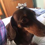 Profile Picture of Darcy Chapman (@darcy_chapman2016) on Instagram