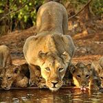 Profile Picture of Kushal mistry (@indian_wildlife23) on Instagram