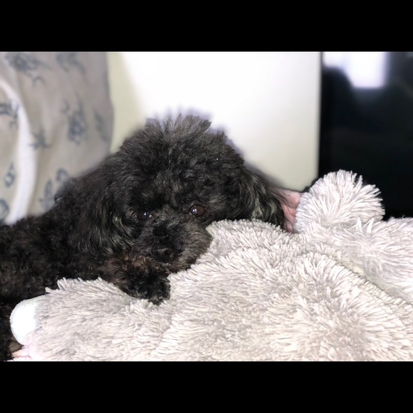 Profile Picture of Mikaela Martinez (@mikaela_xox) on Poshmark