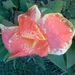 Profile Picture of Roberta Watters Hause (@rhause) on Pinterest