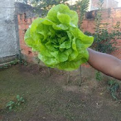 Profile Picture of Horta No Quintal Eduardo E Jane (@hortanoquintaleduardoejane3710) on Youtube