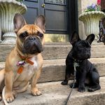 Profile Picture of Este & Bourbon Thomas-Smith (@esteandbourbonthefrenchies) on Instagram