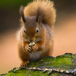 Profile Picture of Richard Gibson (@richardgibson7) on Flickr