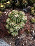 Profile Picture of Parodia - Wikipediaon Wikipedia