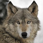 Profile Picture of Kev Cummings (@kevcummings) on Flickr