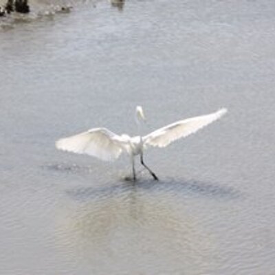 Profile Picture of Tonyfeathers (@tonyfeathers) on Twitter