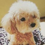 Profile Picture of erina♡koro★kei☆arisa (@erikorona) on Instagram