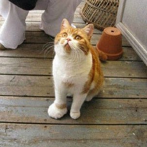 Profile Picture of Jon Hui (@JonHui_) on Twitter