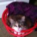 Profile Picture of Lorri Mattos (@lorri.mattos.7) on Facebook