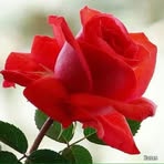 Profile Picture of Odile Blakee (@Odile-Blakee) on Facebook