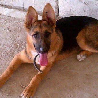 Profile Picture of Walid Daou (@walid.daou.3958) on Facebook