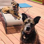 Profile Picture of Deb Graham Mattson (@mikkoraggy) on Instagram