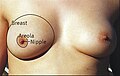 Profile Picture of Breast - Wikipediaon Wikipedia