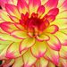 Profile Picture of Connie Walts (@crw159) on Pinterest