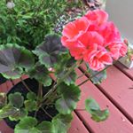 Profile Picture of Margaret Spain (@grandmamogie) on Instagram