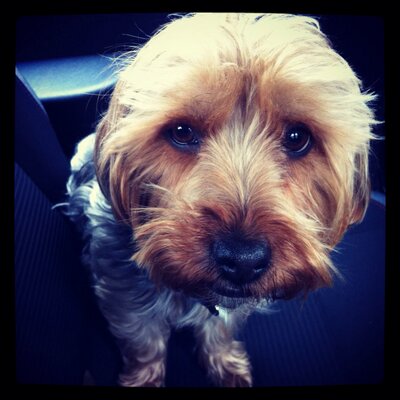 Profile Picture of King Ralph (@RalphMilnes) on Twitter