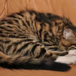 Profile Picture of Byron Newman (@byrononewman) on Instagram