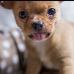 Profile Picture of ritzkes.pets (@ritzkes.pets) on Instagram