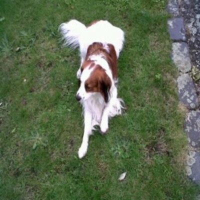 Profile Picture of Jenell Thompson (@wrbgedic) on Twitter