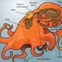 Profile Picture of Meagan Coyle (@meagan-coyle-1) on Quora