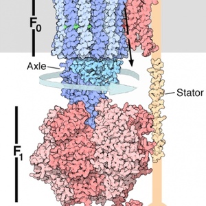 Profile Picture of Hans Krebs (@centralpathways) on Myspace