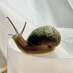 Profile Picture of Jeremy The Snail (@jeremy_the_snail_official) on Instagram