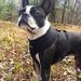 Profile Picture of Bianca Boston Terrier (@biancamountfordchu) on Pinterest