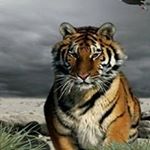 Profile Picture of Dale Schell (@schelldale) on Instagram