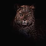 Profile Picture of Farman Tarik (@farman.tarik) on Facebook